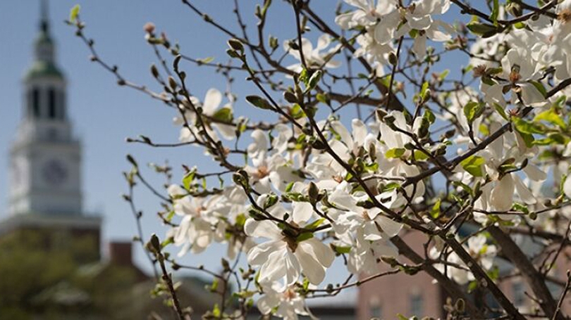 Tree blossoms on Dartmouth's campus.